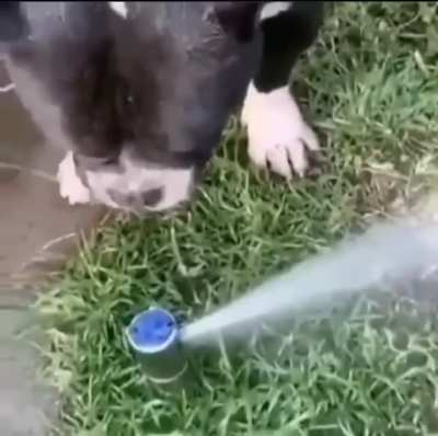 Chomp!