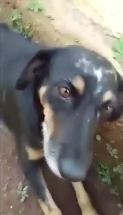real dog hours