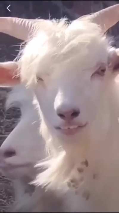 Goat