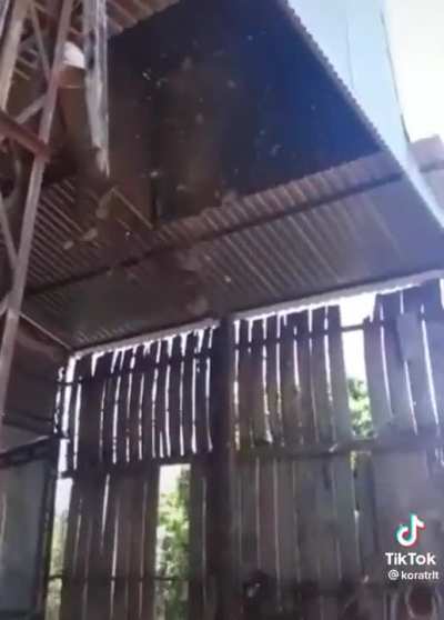 Removing a wasp nest in style.