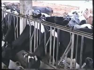 Smart Cow
