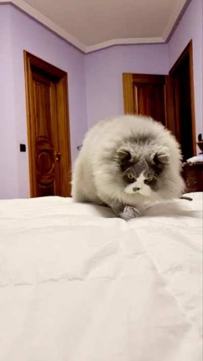 I bet you&rsquo;ve never seen floof like this!!