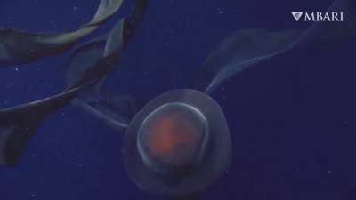 Rare sighting of giant phantom jellyfish that eats prey with 33ft-long mouth-arms