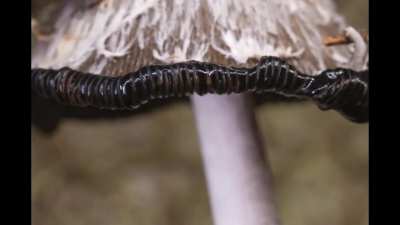 I took a time-lapse of a shaggy ink cap (Coprinus comatus)