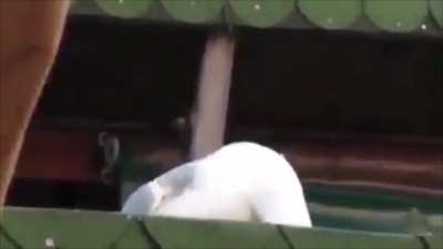 Korone's Seagull Laugh