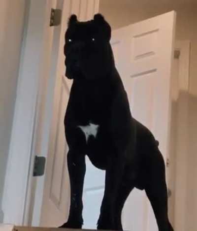 &ldquo;There is no good boy, only ZUUL&rdquo;