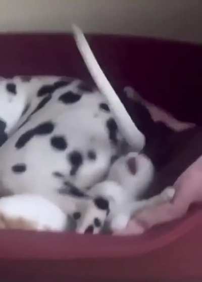kitty wants to stop the annoyance so bad