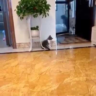 Playful and mischievous