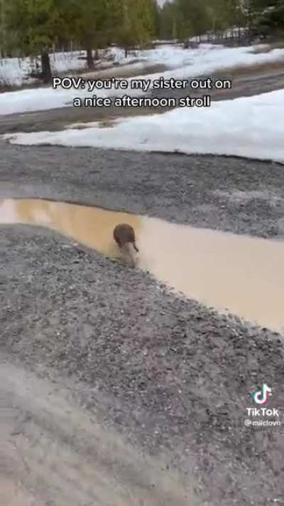 Rat attack