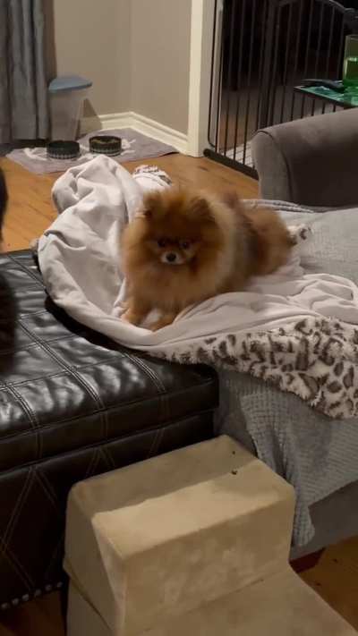 &ldquo;Don&rsquo;t worry. I&rsquo;ll keep this blanket held down for you, even when Mochi tries to mess it up&rdquo;
