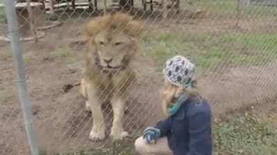 lion didn't have his morning coffee