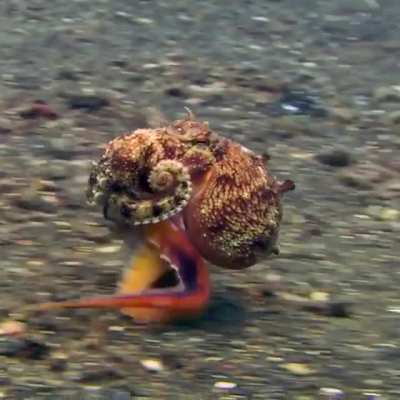 Some scientists refer to octopuses not having eight legs, but six &ldquo;arms&rdquo; and two &ldquo;legs,&rdquo; because the two rear appendages are used to walk on the sea floor