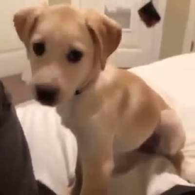Cute dog