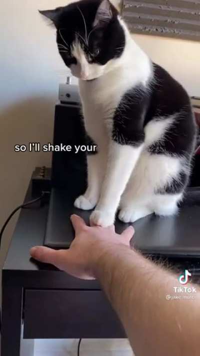 El Gatito