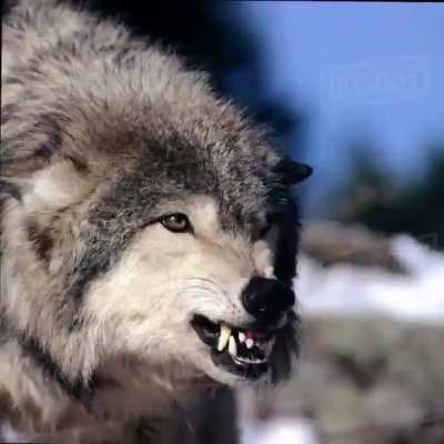 🔥 A compilation of wolves howling and growling [L]