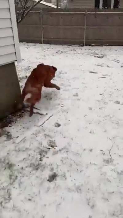 Golden retriever&rsquo;s first time seeing snow