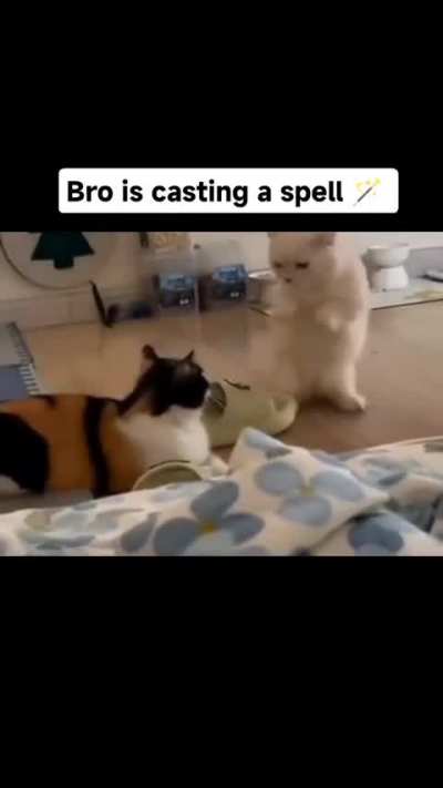 wunky potter