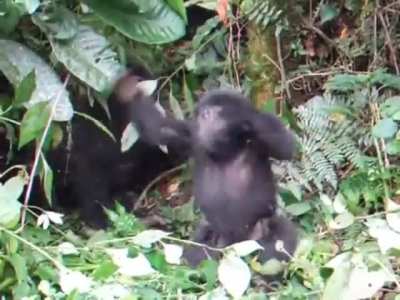 A clumsy baby gorilla!