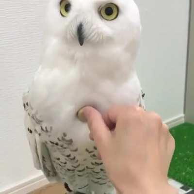 Err excuse me I may be superb but you can’t just pop your cork in me!!!
