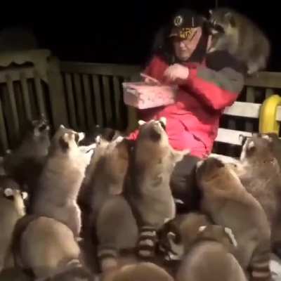 Racoon Welfare