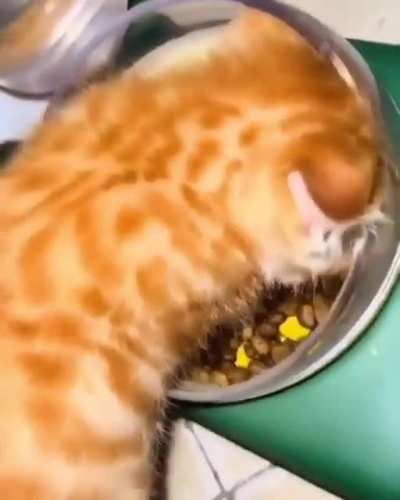 hey thats my food 😾😻
