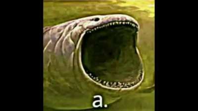 𝓪