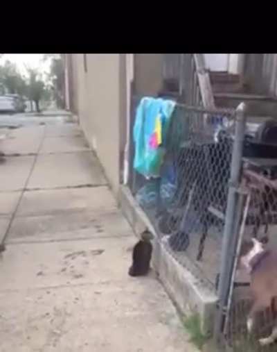 That&rsquo;s one bad cat