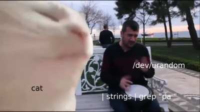 Lyrics for the cat vibing song, cat /dev/urandom | strings | grep "pa "