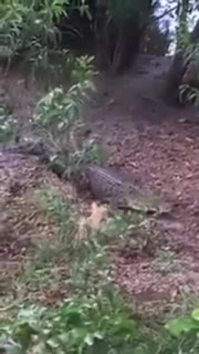 After a while&hellip;..crocodile