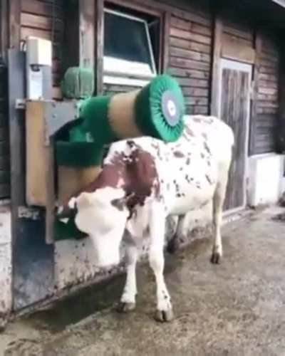 How can a cow enjoy a massage but have "no feelings"? You go girl