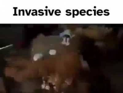 Ihaceihave: sands yuor tale