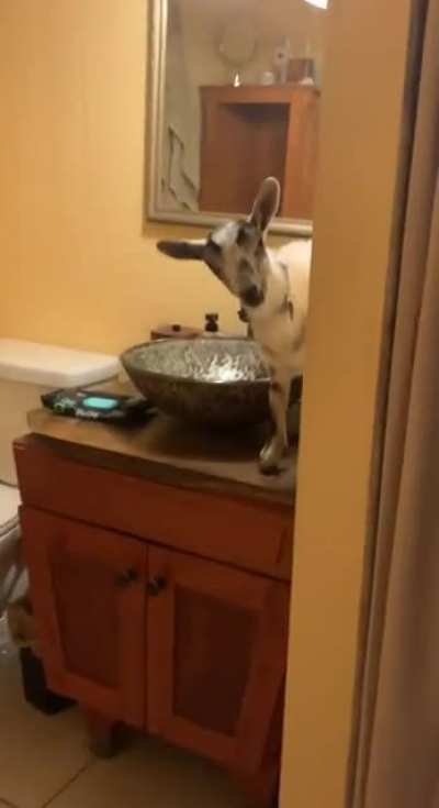 I couldn&rsquo;t find my goat...