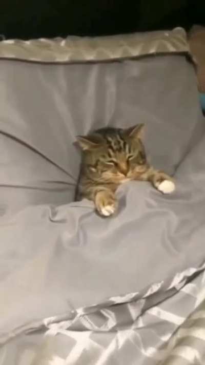 Gato