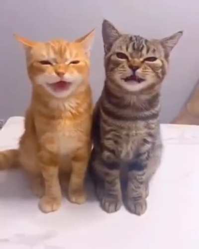 The two friends Squeak in sequence