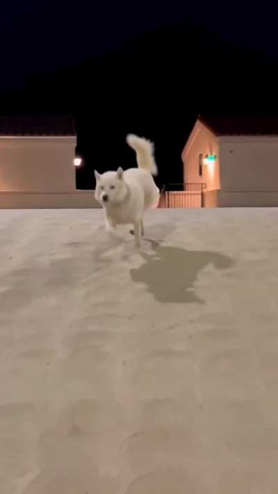 look at them go