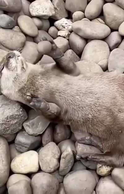 Otters juggle rocks more when they are hungry. In captivity, the increase in rock juggling occurs when feeding time draws close &mdash; suggesting that it could indicate excitement for food.