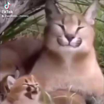 ARGHHHHHHHHHHHHHHHHH