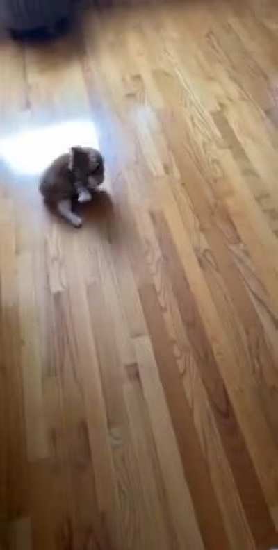 Nigel&rsquo;s Still Getting Used To His Harness