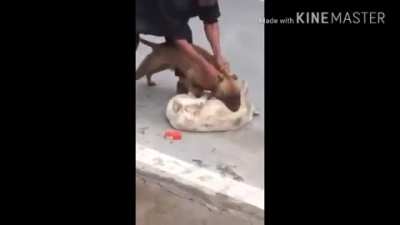 Dog snaps and kidnaps another dog