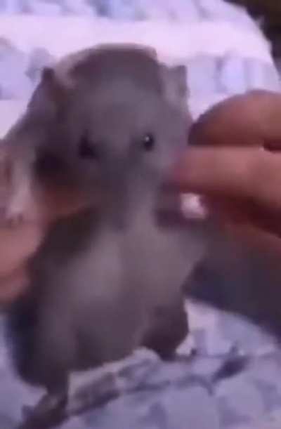 rat🕺🏻irl