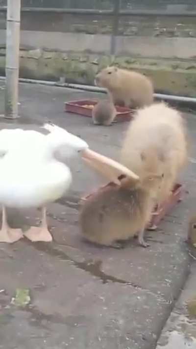 Pelo menos ele t&aacute; tentando