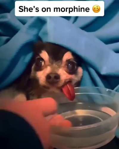 Zooted wunkus