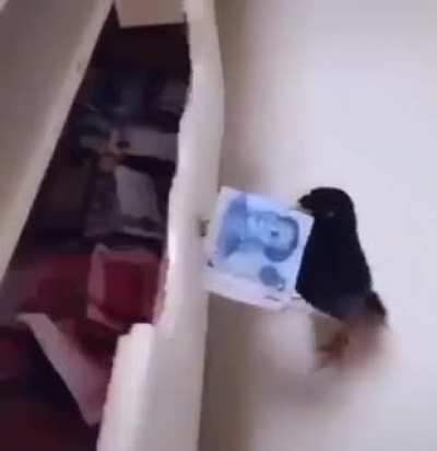 This is the bird's earnings