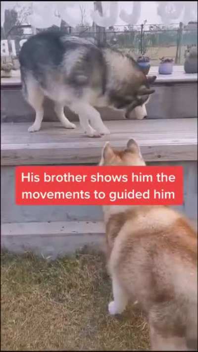 His brother guides him. God bless these dogs 🙏&hearts;️🐶