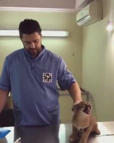 floppa goes to the vet