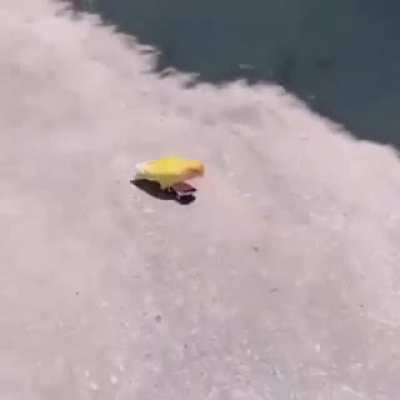 Skateboard birb