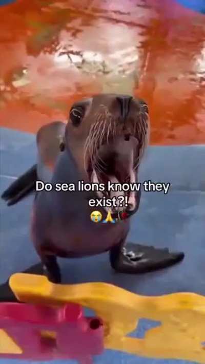 Seal Ion