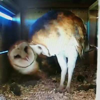 These Barn Owls make love. The reaction of the female afterwards says a lot