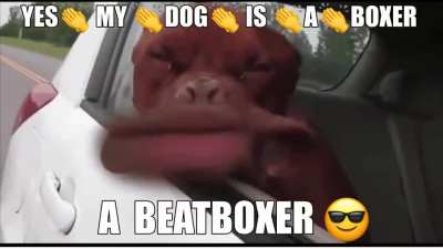 Cute doggo pupper drops a heckin good beat 🎵
