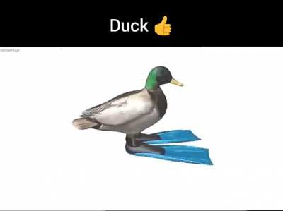 Duck 👍